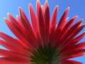 Gerbera back closeup